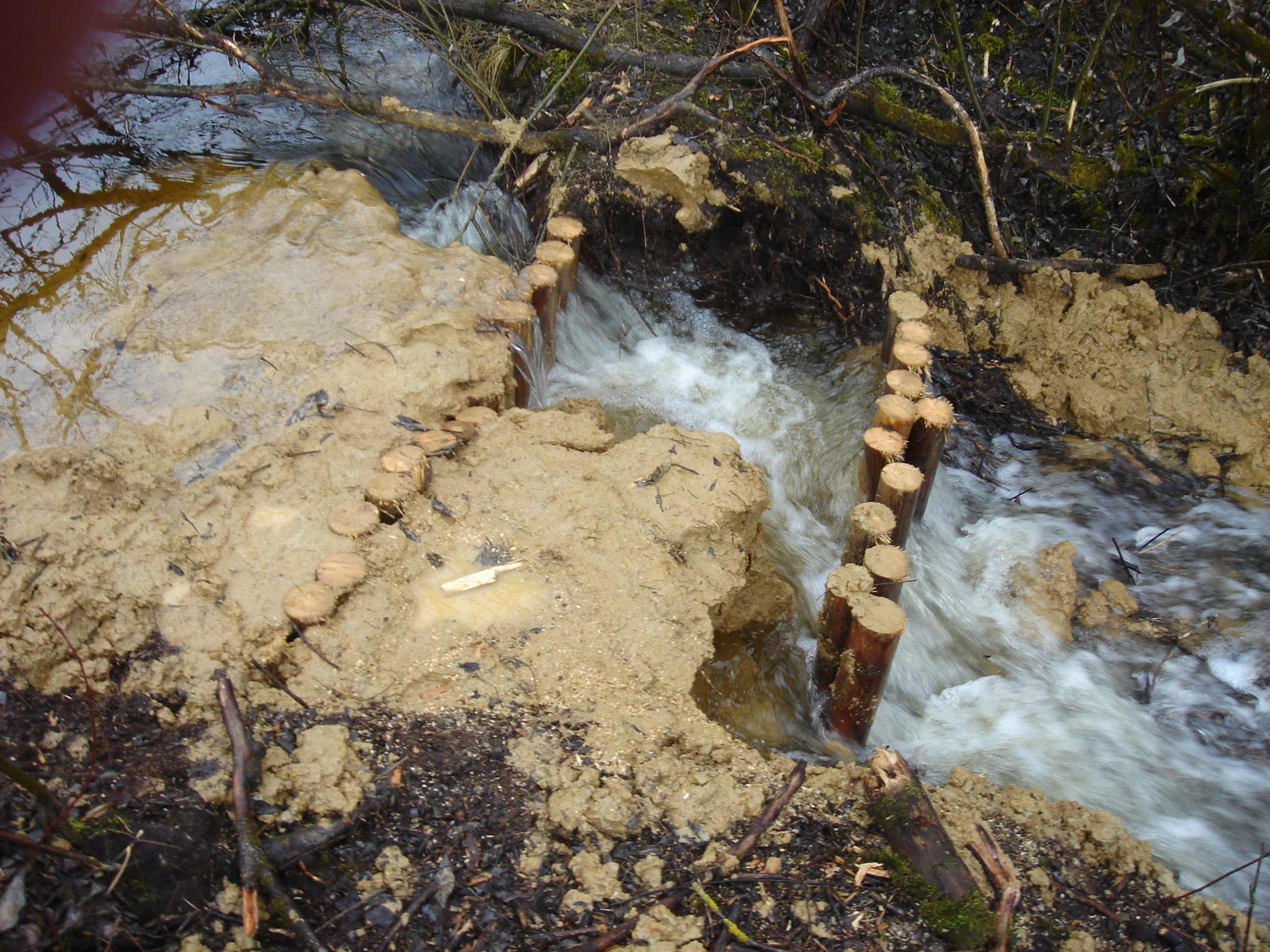 Wasserlauf 24 Stunden nach dem Einbau des künstlichen Dammes